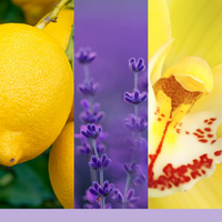 Yankee Candle Lemon Lavender Signature